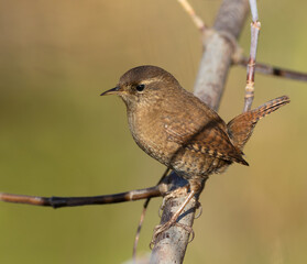 Eurasian wren, Troglodytes troglodytes. A bird sitting on a branch on a beautiful flat background