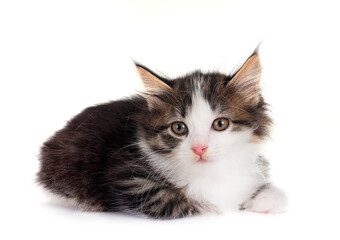 Obraz premium young Kurilian Bobtail in studio