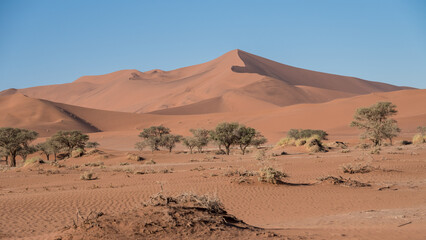 Fototapeta na wymiar Dunes, Namib-Naukluft Park, Namibia