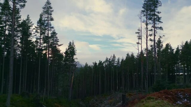 flying through a small valley amongst the dense pine trees towards a lake