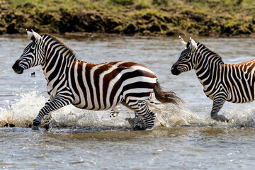 Fototapeta na wymiar zebras run on water. two striped zebras are running along a small stream along the bushes of the forest, zebras are walking along the river