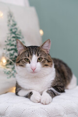 Animal in interior. Brown white cat lying on chair. winter decoration. Christmas time.