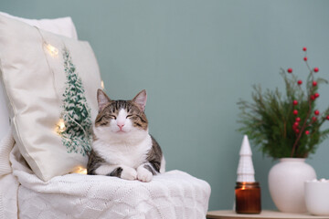 Animal in interior. Brown white cat lying on chair. winter decoration. Christmas tree, candle, cup...