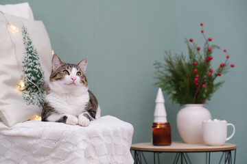 Animal in interior. Brown white cat lying on chair. winter decoration. Christmas tree, candle, cup...