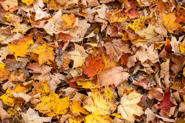 Gorgrous colorful fallen autumn leaves cover the ground in a high angle view nature background.
