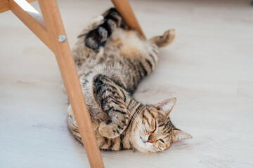 Domestic cat in estrus lies on the floor on its back and meows.  - obrazy, fototapety, plakaty