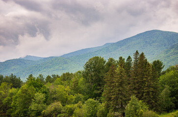 Fototapeta na wymiar A Forest View at The Adirondacks, New York State