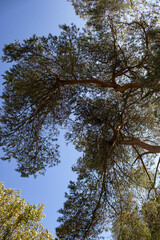 Sometimes you have to look up to see this majesty and unparalleled beauty above us. The blue sky and treetops are something.