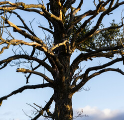 Textured background of old wood against blue sky. It has an unforgettable and unusual look.