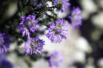Aster amellus flowers blossom, blurry background.   