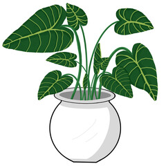 Ornamental plants in white pots

