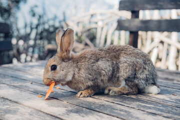 Cute funny domestic rabbit eating carrot. Farm life. . High quality photo