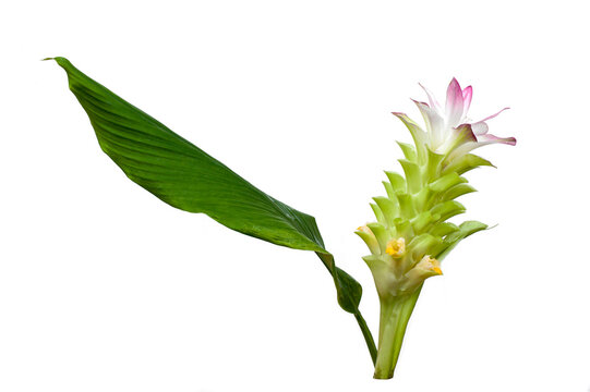 Curcuma longa flower isolated on white background. Herb thai.