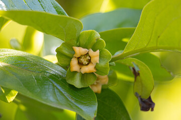 カキノキの花　（学名：Diospyros kaki　生薬名：シテイ（柿蔕）　日本薬局方外生薬規格収載
