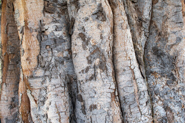 Naklejka premium Beautiful texture and color of the bark on the trunk of an old ficus religiosa aka bodhi tree or sacred fig