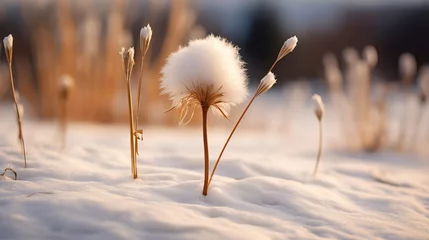 Fotobehang white cottongrass flower in the snow  AI generated illustration © ArtStage