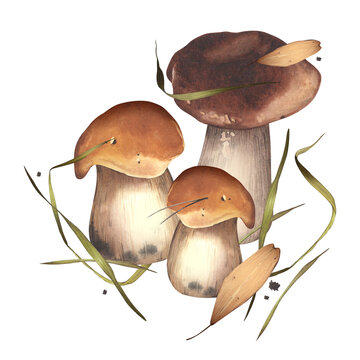Porcini. Forest illustration with edible mushrooms surrounded by grass. Natural ingredients. Autumn season. Watercolor illustration. For design cards, backgrounds, stickers.