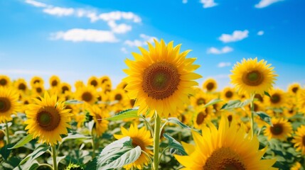 Obraz premium A field of golden sunflowers swaying in the breeze, their cheerful faces turned towards the sun.