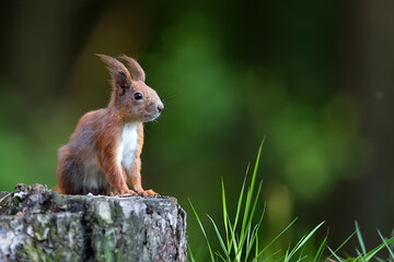 Red squirrel in the forest