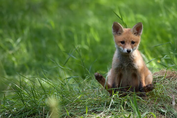 Young fox in a clearing
