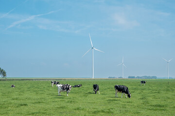 Cows in Flevoland province, the Netherlands - koeien in de wei in Flevoland