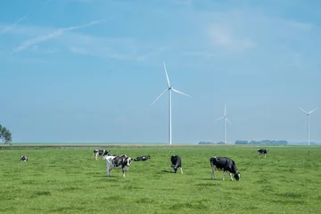 Foto auf Leinwand Cows in Flevoland province, the Netherlands - koeien in de wei in Flevoland © Holland-PhotostockNL