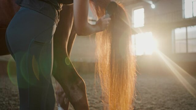Woman brushes tranquil horse tail at livestock farm