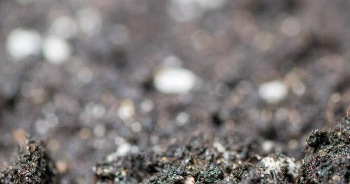 Fresh grass growing macro time-lapse. Closeup of germination and growth of tiny grass cereal crop. Wheat, oats or barley culture. Healthy vegan food concept. Motorised panoramic movement.