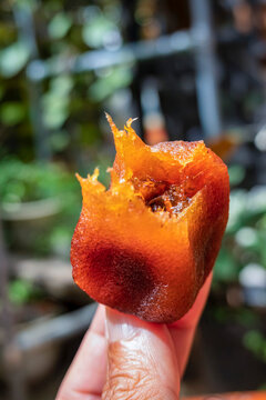 Diospyros kaki fruit or Persimmons are exposed to the sun and natural wind like the Japanese and Korean Hoshigaki method, Da Lat, Vietnam. Hong Treo Gio