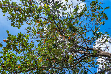 Diospyros kaki fruit or Persimmons are exposed to the sun and natural wind like the Japanese and Korean Hoshigaki method, Da Lat, Vietnam. Hong Treo Gio