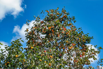 Fototapeta na wymiar Diospyros kaki fruit or Persimmons are exposed to the sun and natural wind like the Japanese and Korean Hoshigaki method, Da Lat, Vietnam. Hong Treo Gio