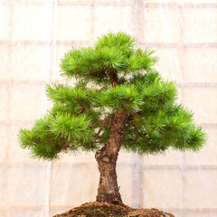 Japanese bonsai for hobby on background
