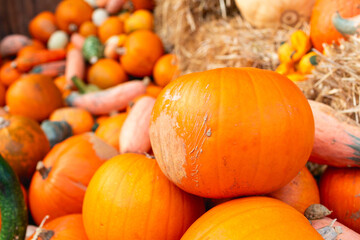 Many pumpkins of different shapes and colors, stacked.