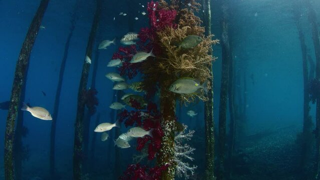 Mystic mood. Schools of Fish around the Jetty seek shelter, Goldspot spinefoot (Siganus) lineatus, Raja Ampat, Indonesia, Asia