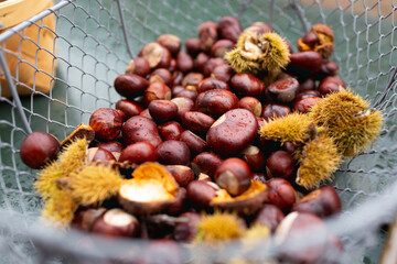 A basket with chestnuts picked from the tree and pieces of the hedgehog. Raindrops. close plane