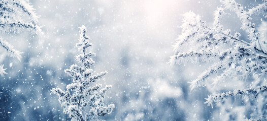 Atmospheric winter view with snowy plant branches on blurred background during snowfall