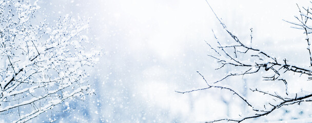 Tree branches covered with snow in forest on blurred background during snowfall