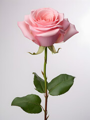 pink rose isolated on white background, Lonely Pink Rose with Space for a Message, Ideal for a Love Card