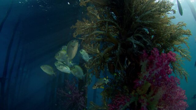 Mystic mood. Schools of Fish around the Jetty seek shelter, Goldspot spinefoot (Siganus) lineatus, Raja Ampat, Indonesia, Asia