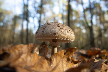 Macrolepiota procera or Lepiota procera mushroom growing in the autumn forest, close up.