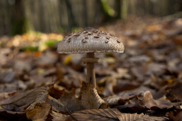 Macrolepiota procera or Lepiota procera mushroom growing in the autumn forest, close up.