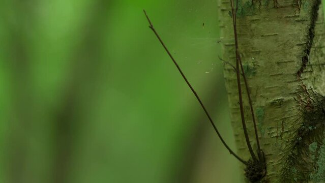 A closeup shot of a tree trunk with a spiders web in shallow focus and a plain green background