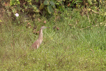 Indian Pond Heron, n the nature swamp habitat, india odisha. Bird in the green flower in march. Brown heron from Asia.