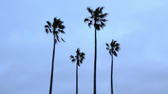 Four tall thin palm trees silhouettes on the cloudy day against sky.
