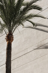 A palm tree with lush branches of leaves agaist a beige wall. Abstact summer touristic background.