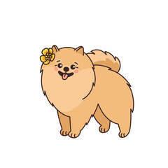 Cute Pomeranian spitz with yellow flower. Funny pet in kawaii style. Small purebred doggy, canine animal smiling. Zwergspitz. Vector illustration in flat style isolated on white background