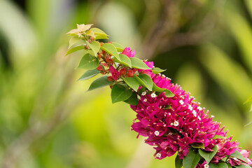 Vibrant Pink Bougainvillea Bloom in the Garden