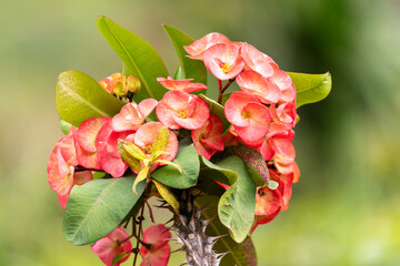 Blooming Euphorbia Milii - Crown of Thorns Plant