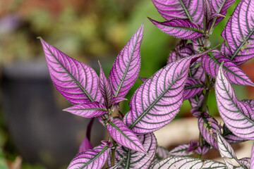 Persian Shield Plant Thriving in Garden