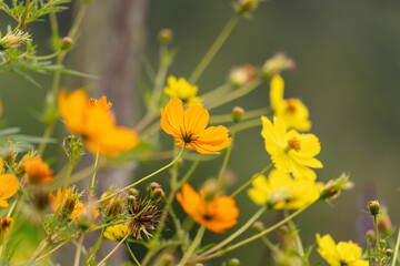 Bright Yellow and Orange Cosmos Flowers in a Field